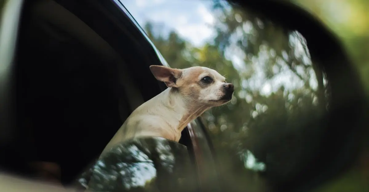 10 Essential Tips for Travelling with Your Pet Comfortably