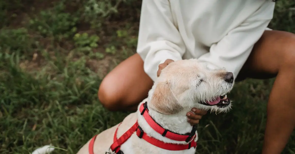 10 Essential Tips for Pet-Friendly Travel Planning