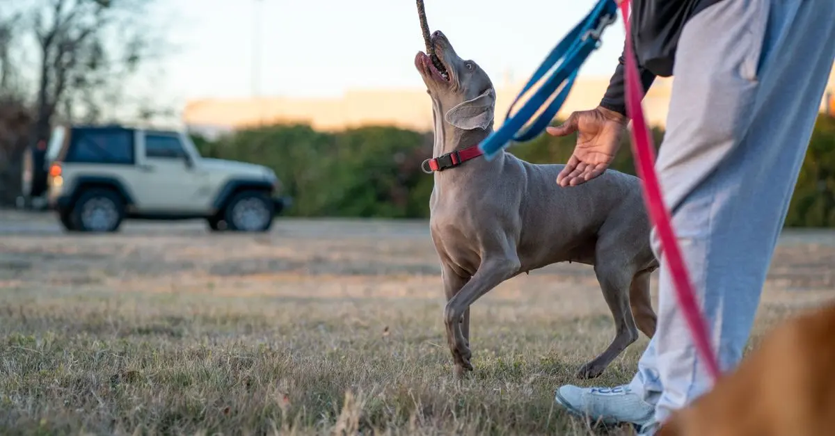The Benefits of Regular Pet Training