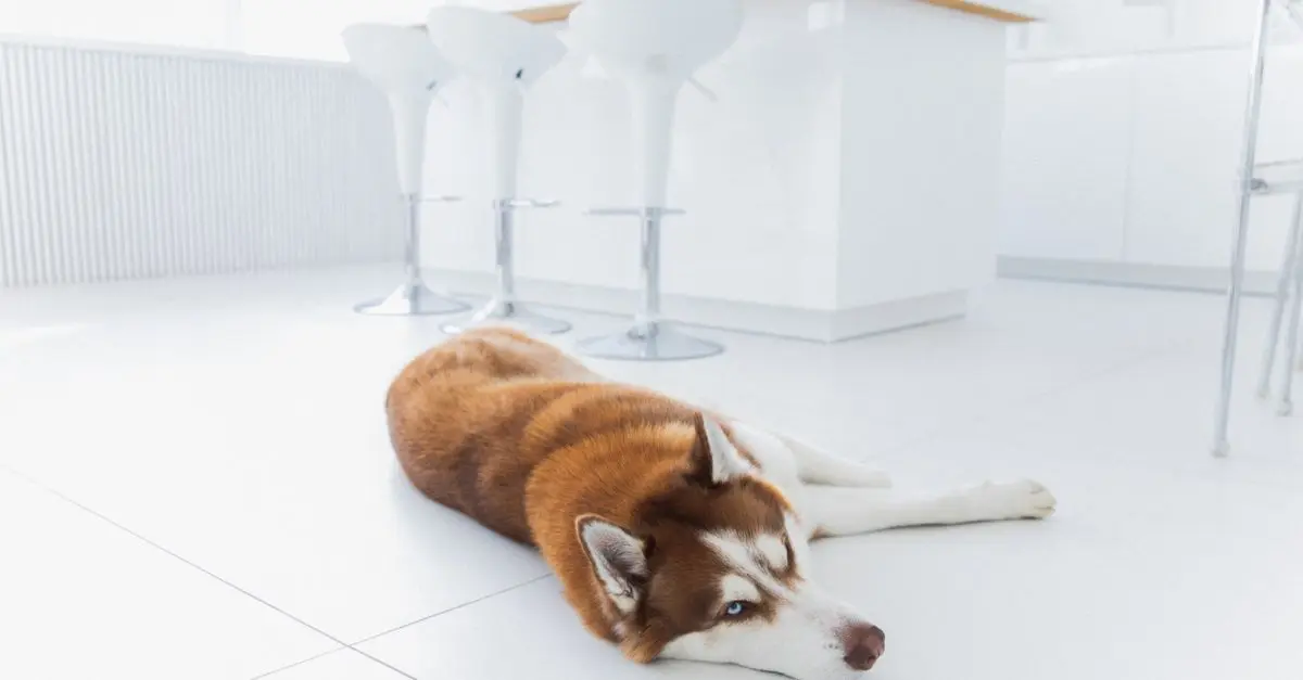 10 Essential Tips for a Pet-Friendly Kitchen