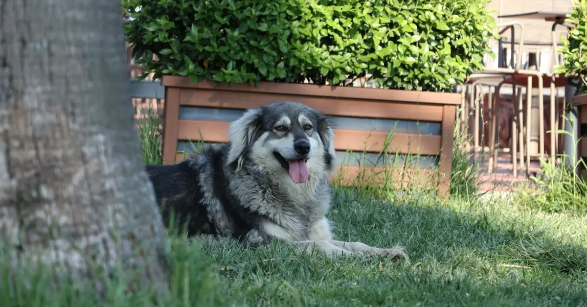 Top Tips for Creating a Safe Pet-Friendly Garden