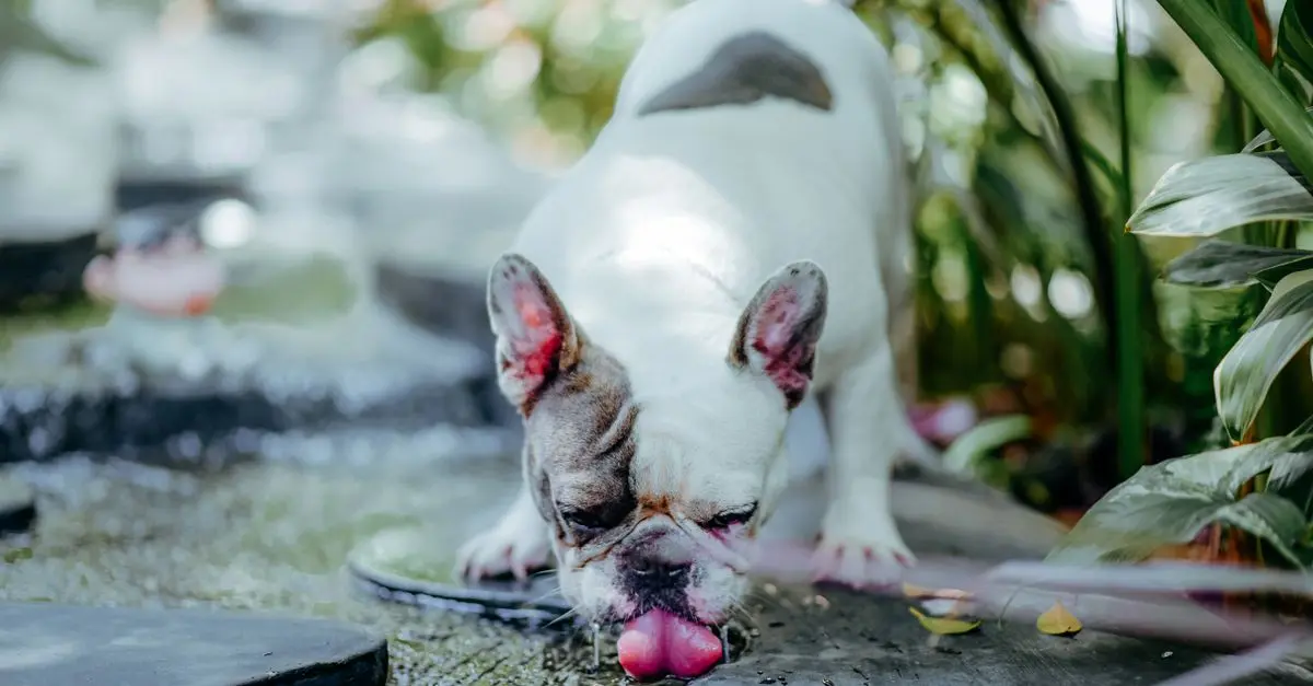 Essential Tips for Creating a Safe Pet-Friendly Garden