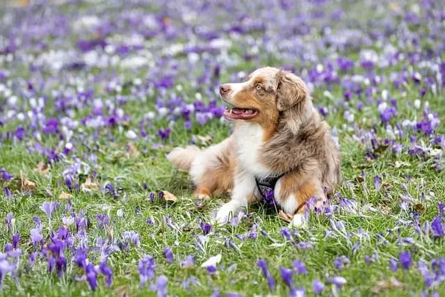 10 Essential Tips for Choosing Pet-Friendly Outdoor Furniture