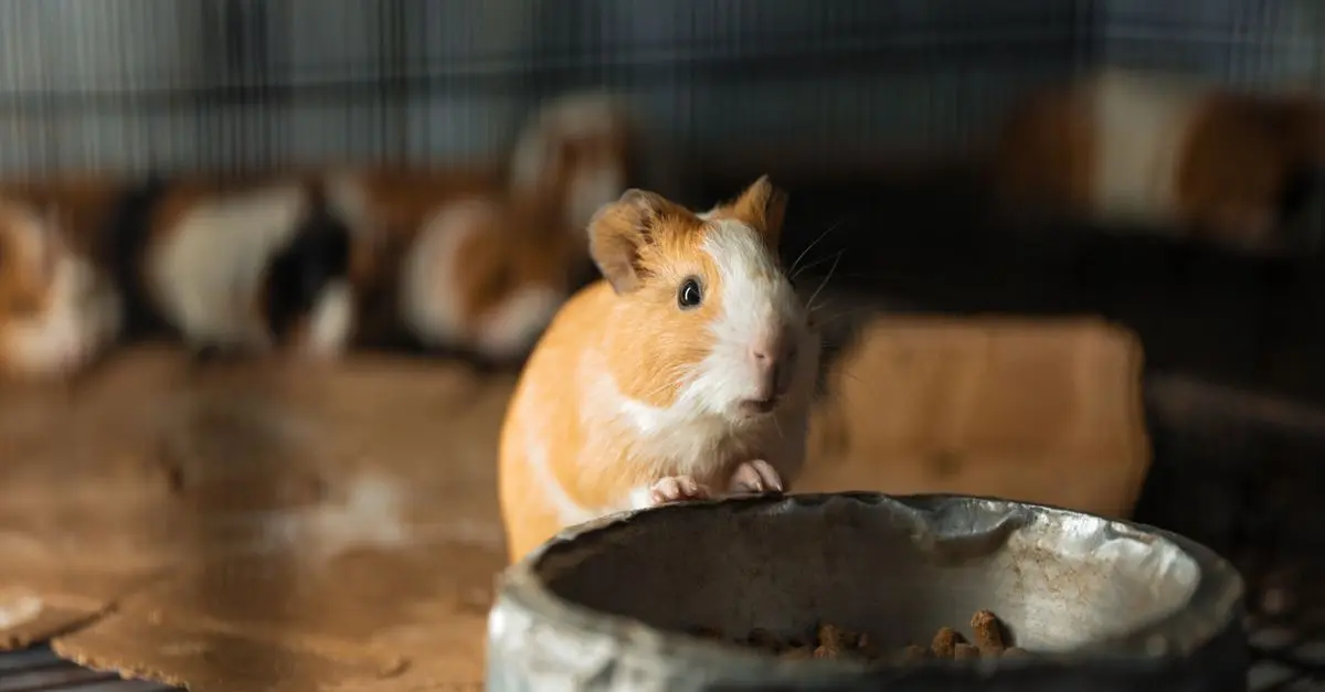 10 Essential Tips for Safe Pet Ownership