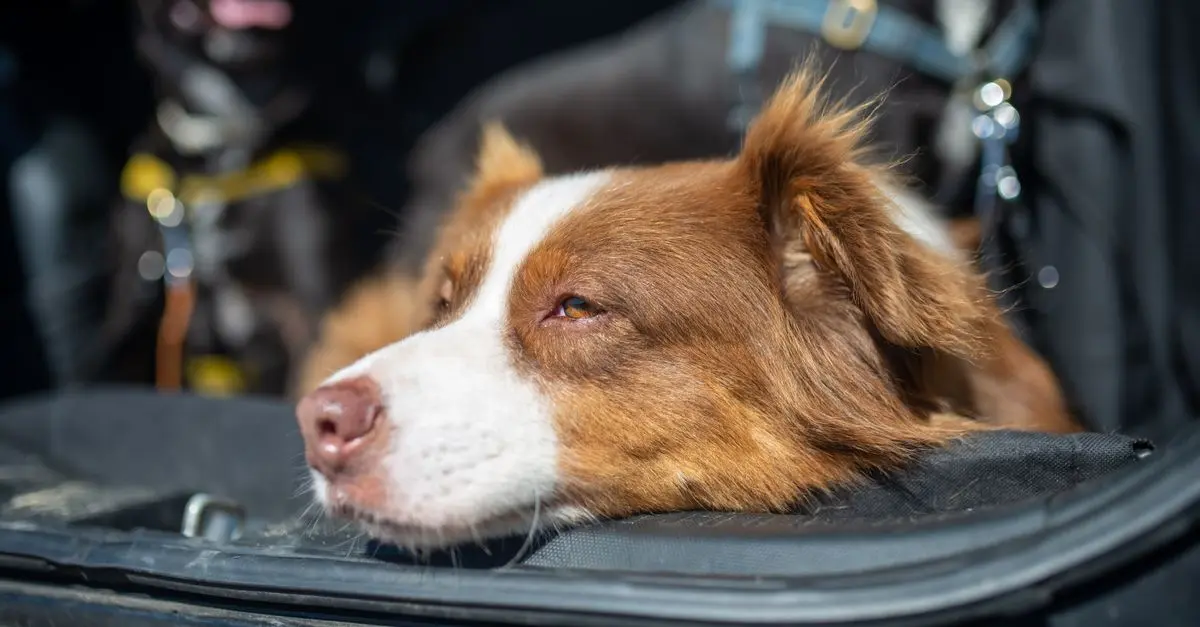 Pet-Friendly Travel: Top Tips for Road Trips