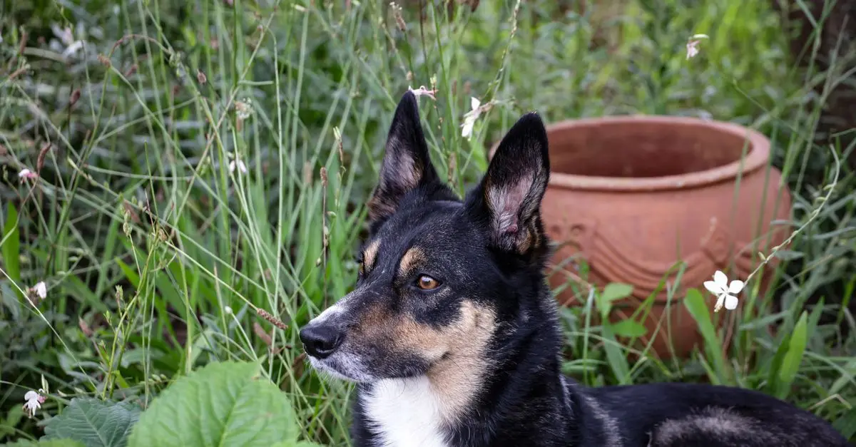10 Essential Tips for Safe Pet-Friendly Gardening