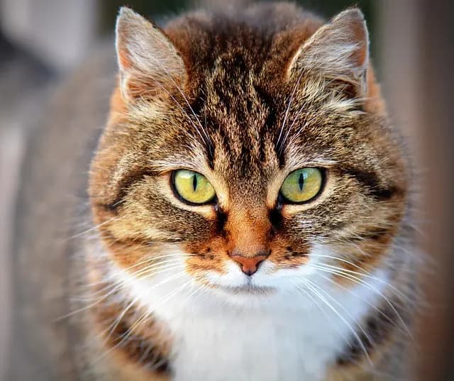 10 Essential Tips for Maintaining a Pet-Friendly Home