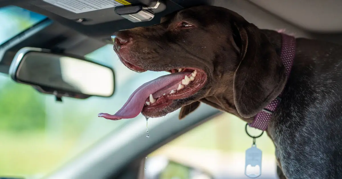 10 Essential Tips for Traveling Stress-Free with Pets