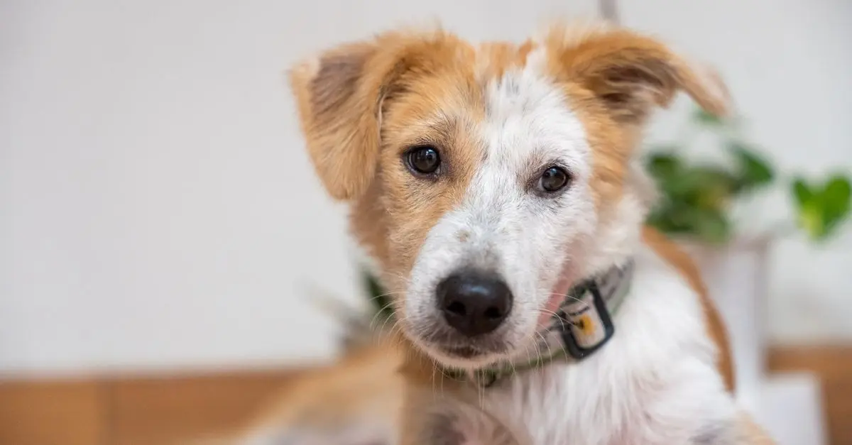 How to Create a Pet-Safe Living Room