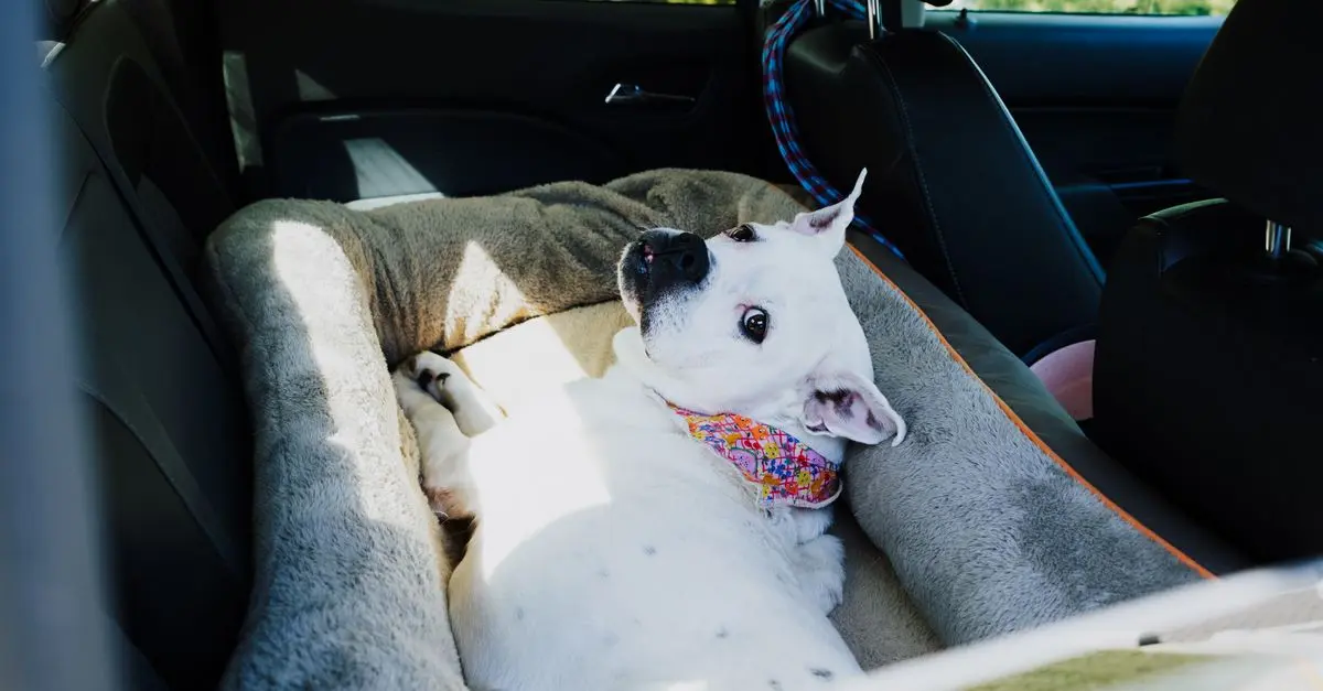 Essential Tips for Pet-Friendly Travel Planning