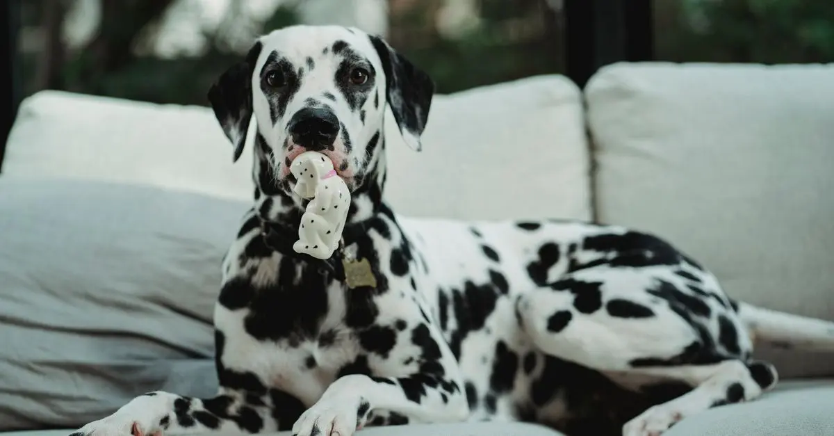 Essential Tips for Ensuring Your Pet's Safety at Home