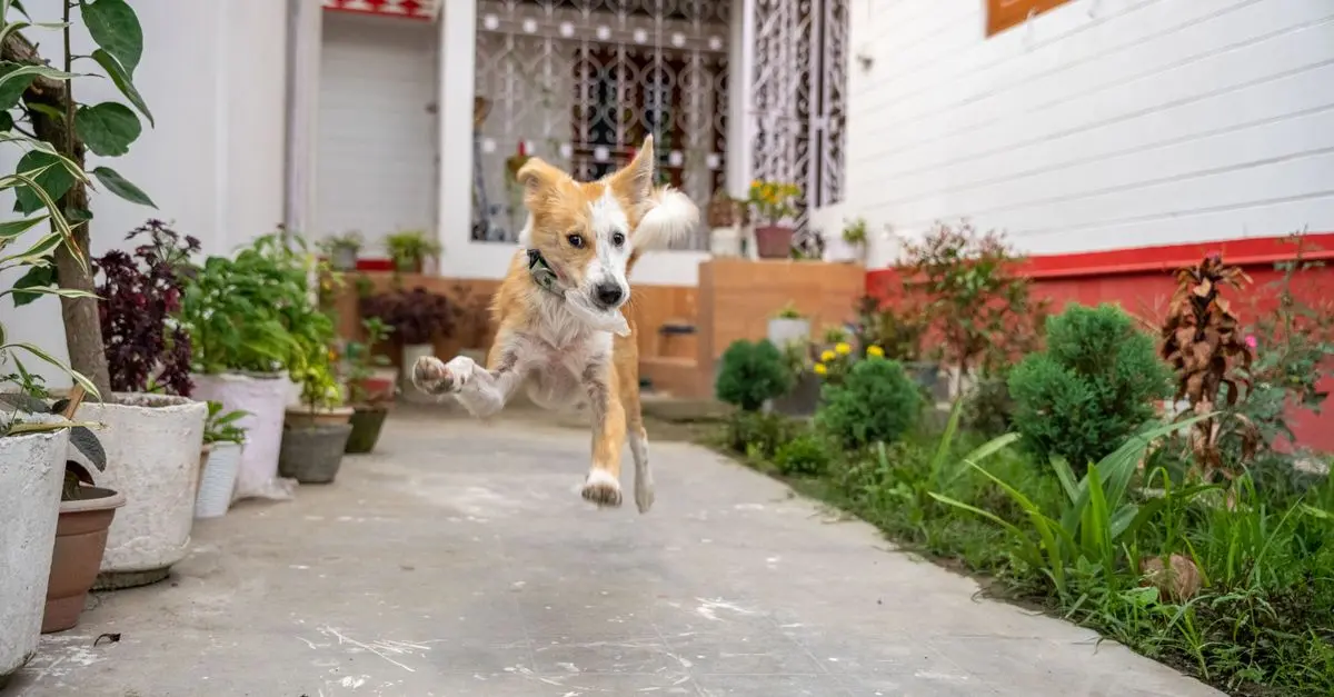 10 Essential Tips for a Safe Pet-Friendly Garden
