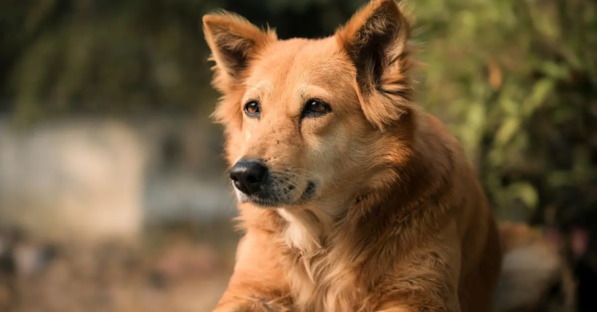 10 Essential Tips for a Pet-Friendly Home Environment