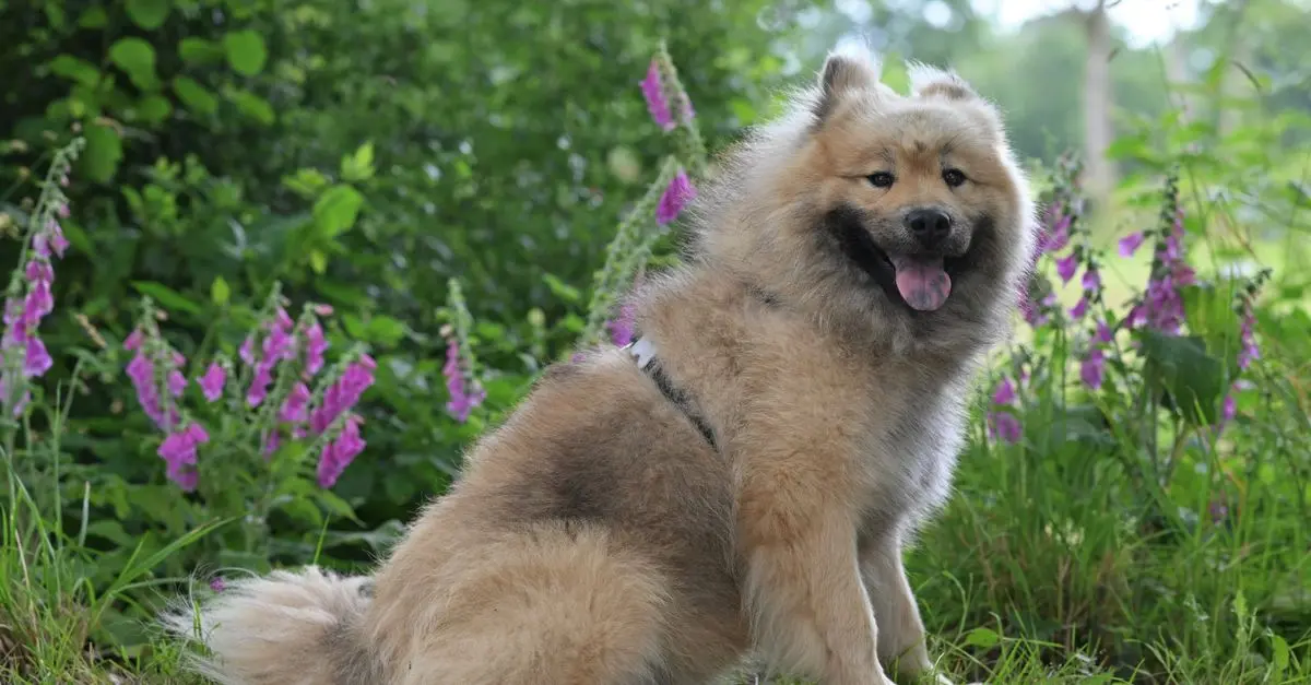 10 Essential Tips for Safe Pet-Friendly Gardening