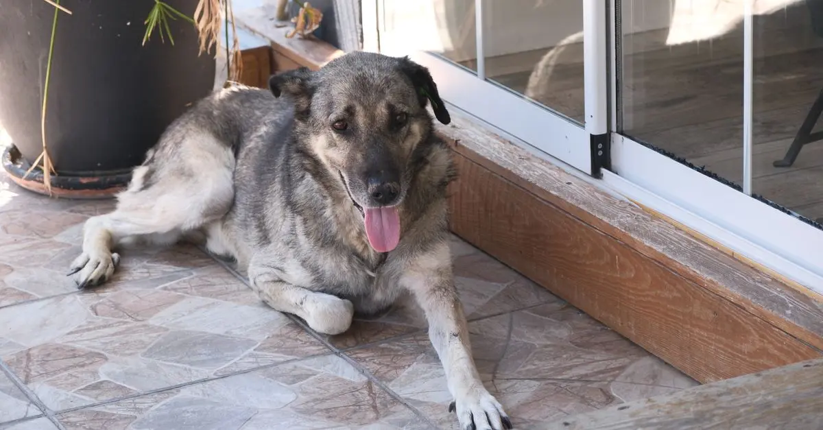10 Essential Tips for a Pet-Friendly Summer Home