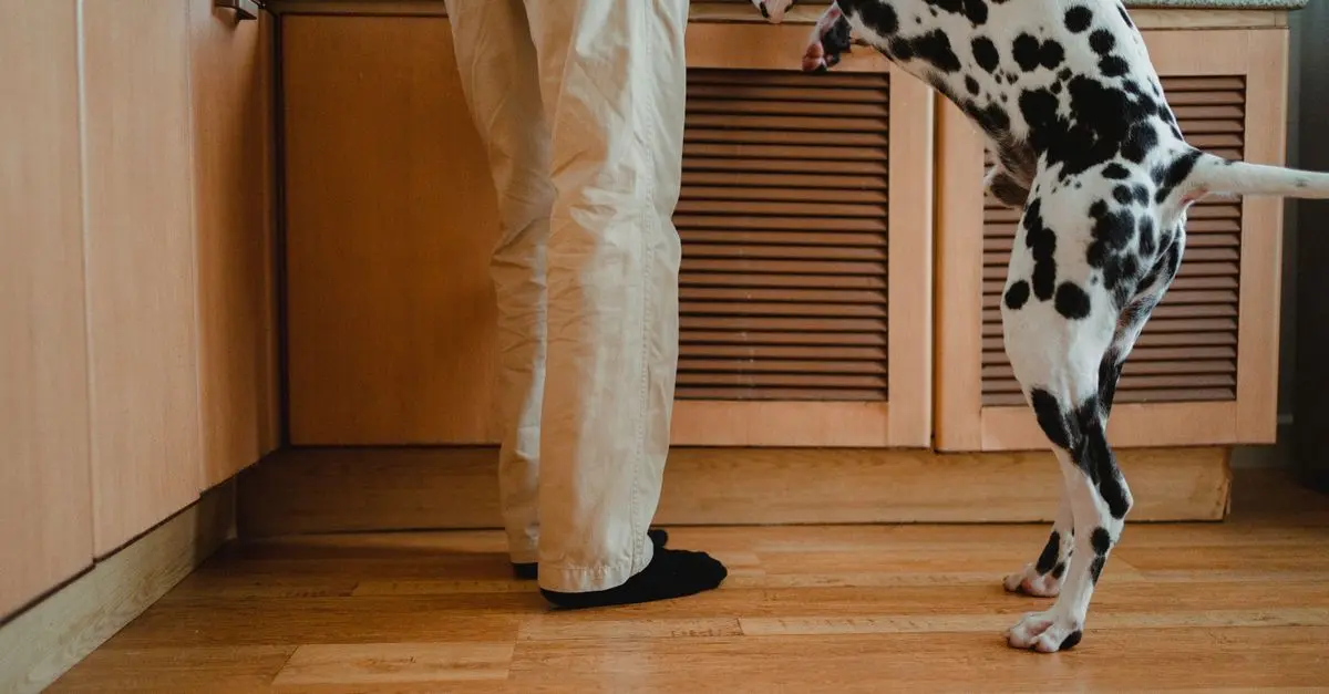 10 Essential Tips for Creating a Pet-Friendly Kitchen