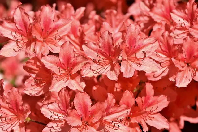 10 Essential Tips for Safe Pet-Friendly Gardening