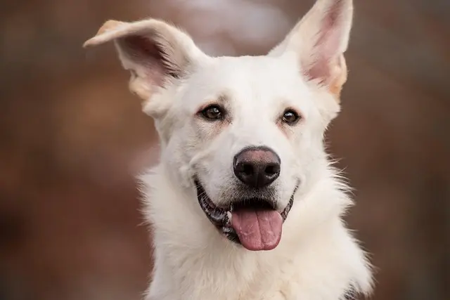 10 Essential Tips for a Pet-Friendly Outdoor Space