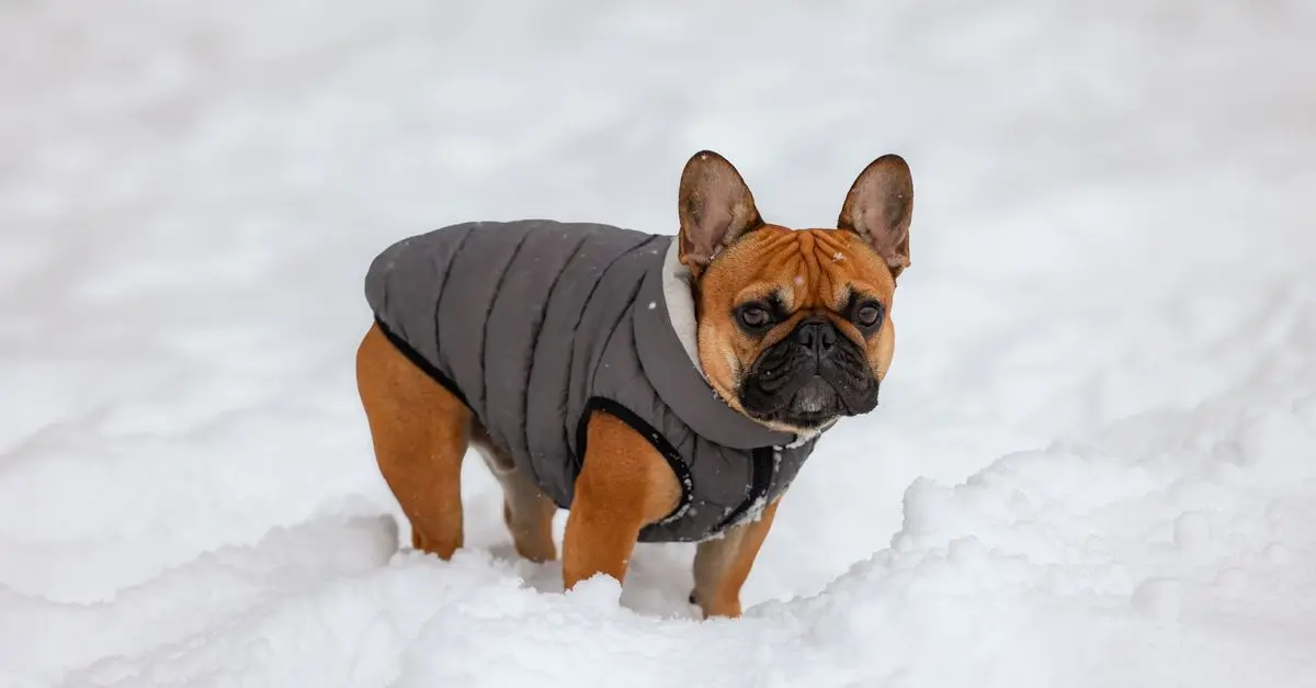 Essential Tips for Keeping Your Pet Safe During Winter