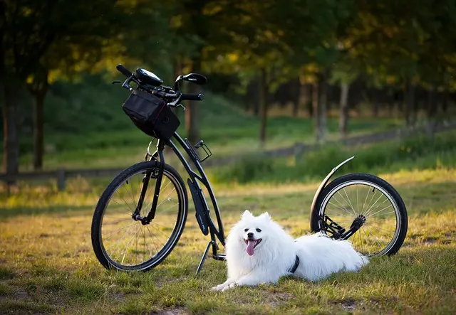 10 Essential Tips for Building a Pet-Friendly Garden