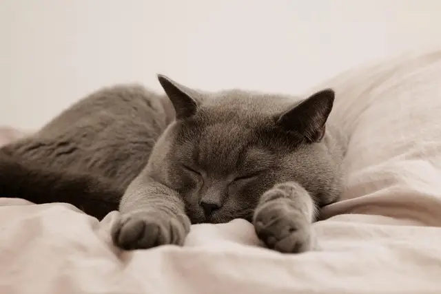 5 Essential Tips for Creating a Pet-Friendly Bathroom
