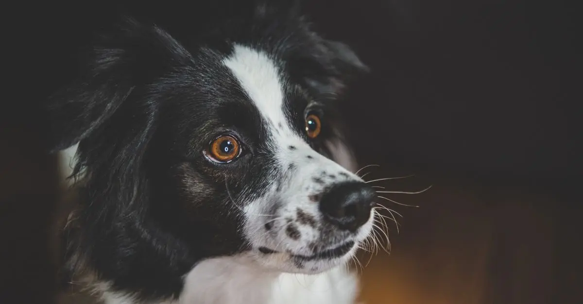 10 Essential Tips for a Pet-Friendly Garden
