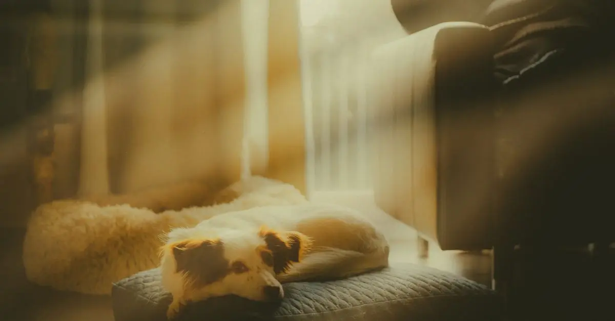 10 Essential Tips for Creating a Pet-Friendly Home Environment