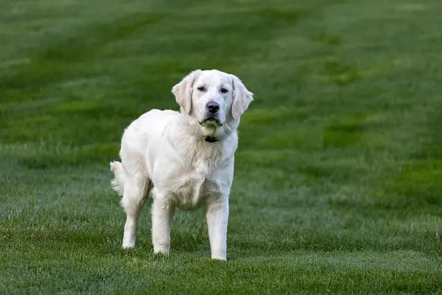10 Essential Tips for a Pet-Friendly Garden Space