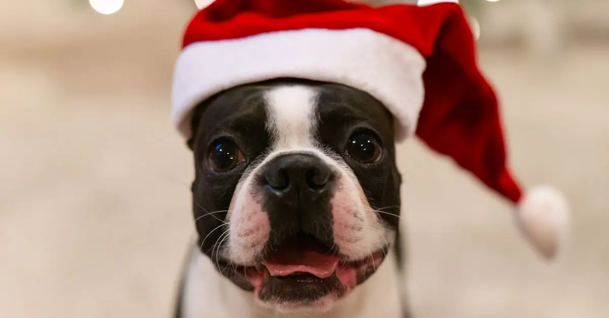 Essential Tips for Creating a Pet-Friendly Holiday Environment