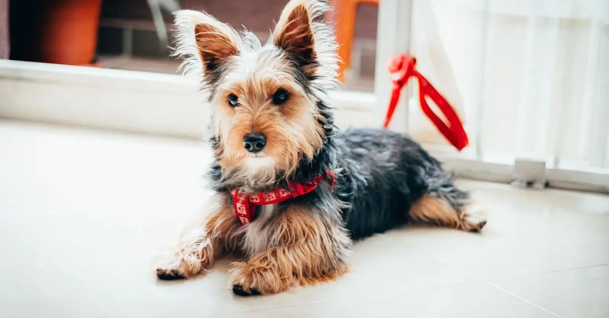 Top 10 Eco-Friendly Pet Products for Your Home