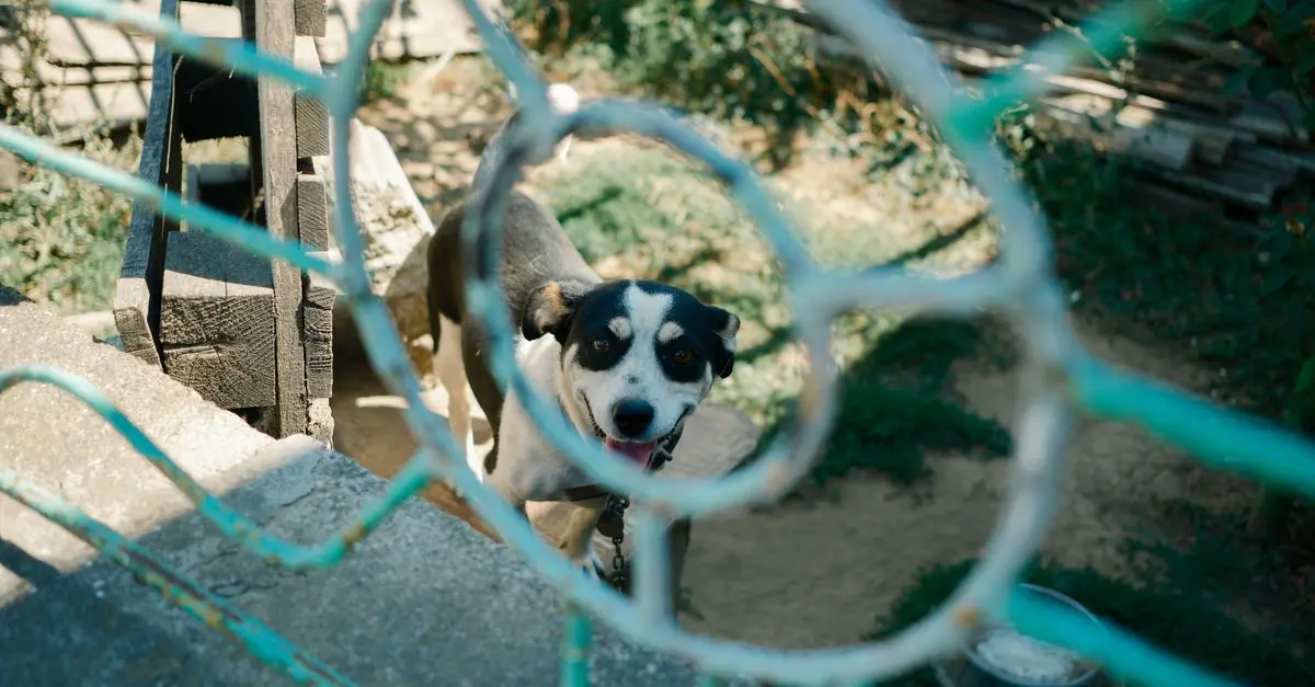 How to Create a Pet-Friendly Outdoor Space