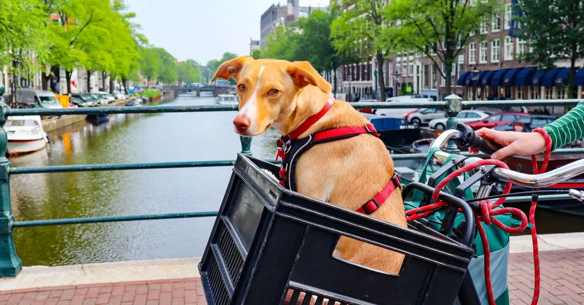 10 Essential Tips for Pet-Friendly Holiday Planning