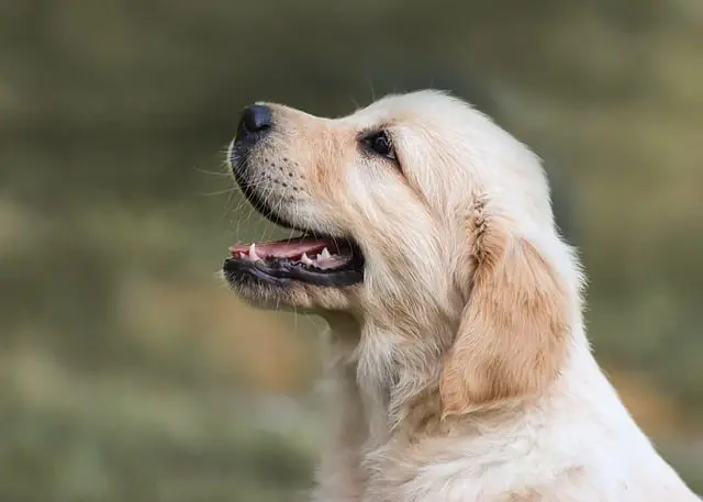 Essential Tips for a Pet-Friendly Kitchen