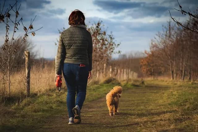 Essential Tips for Creating a Pet-Friendly Winter Garden