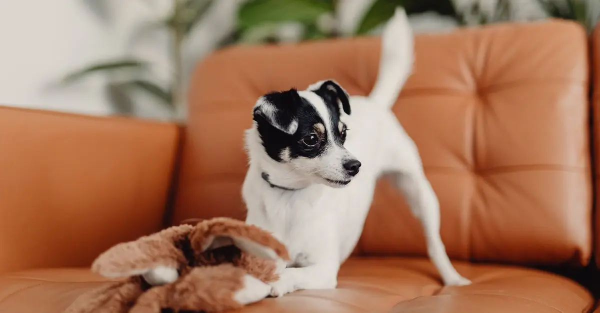 10 Tips for Creating a Safe Pet-Friendly Home