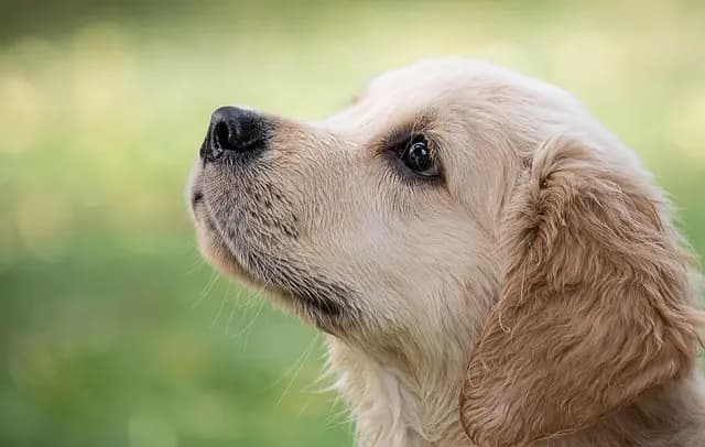 Top 7 Tips for Creating a Pet-Friendly Patio Space