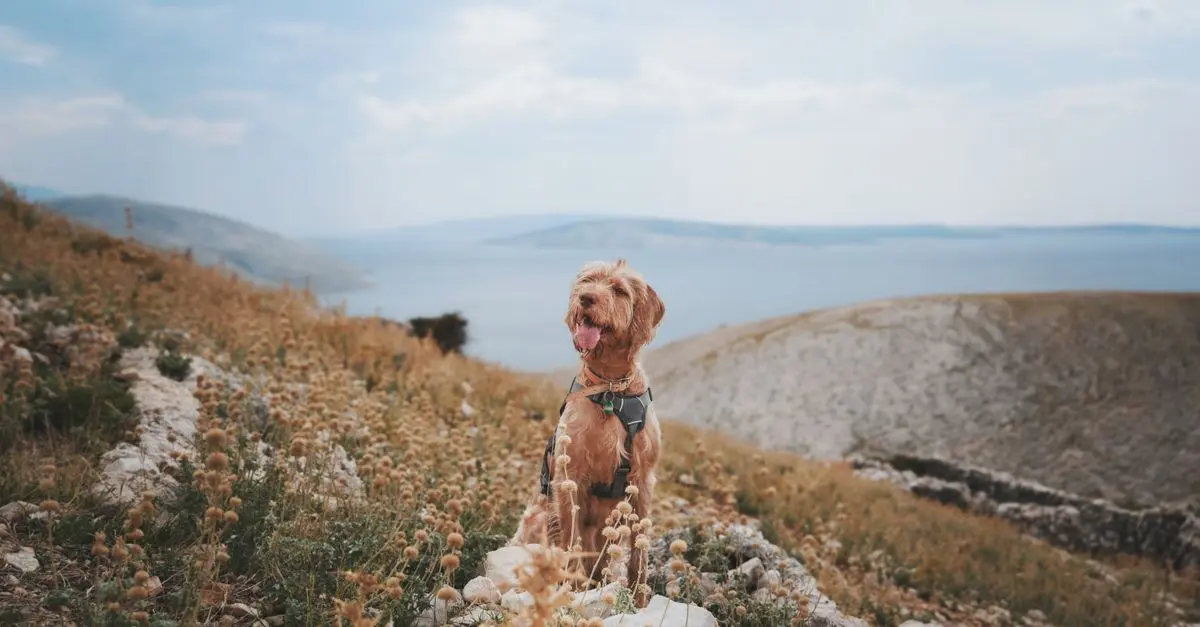 Top 10 Tips for Pet-Friendly Travel with Your Furry Friends