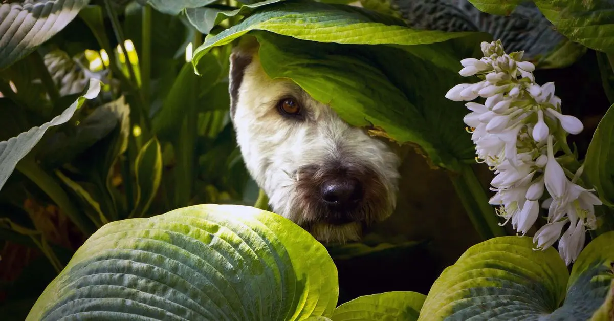 The Best Plants for a Pet-Friendly Home Garden