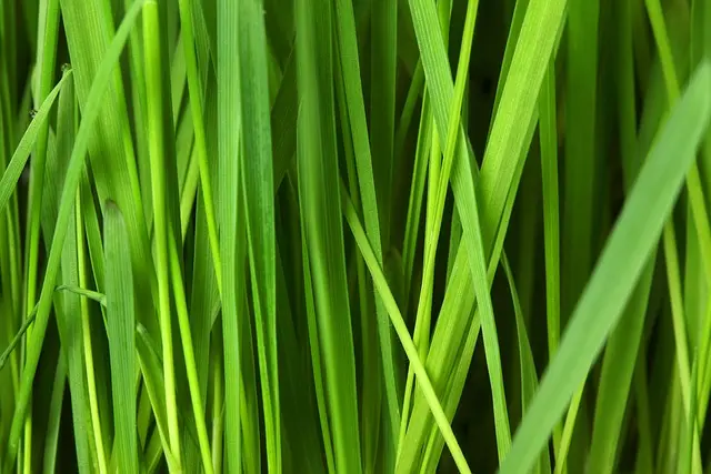 Top 10 Eco-Friendly Pet Care Products You Need