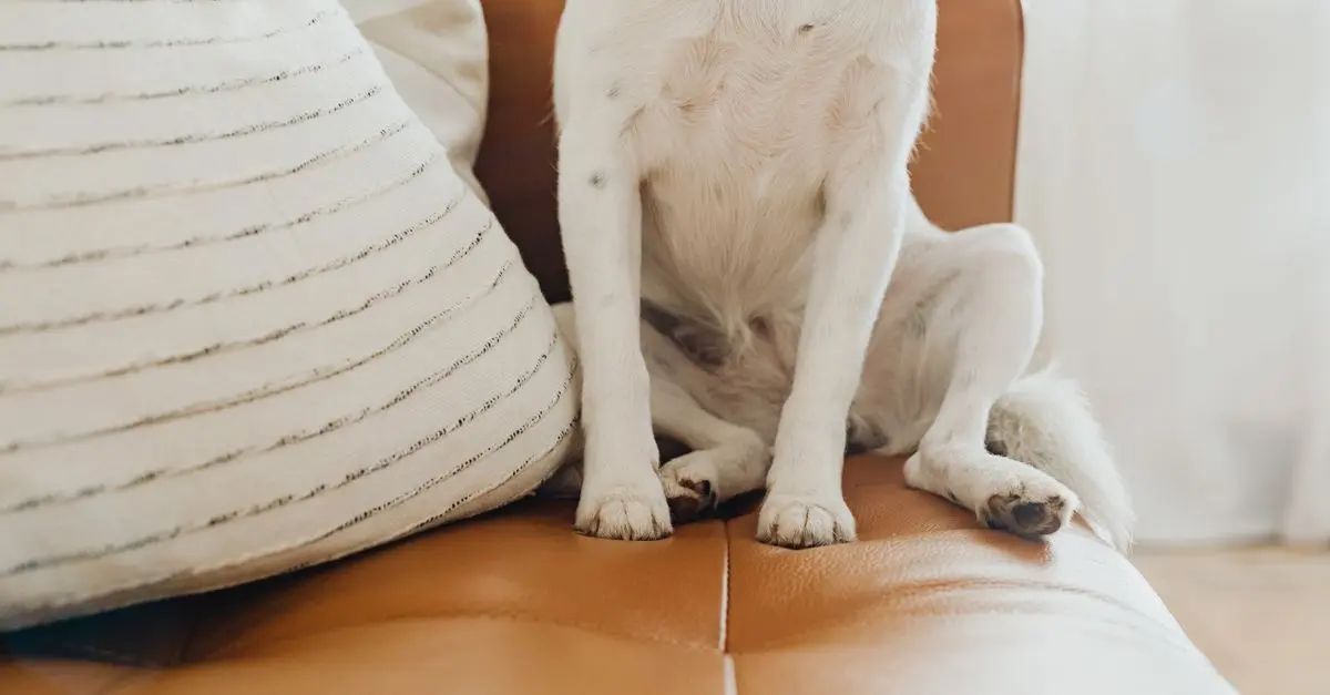 10 Creative Tips for Making Your Home More Pet-Friendly