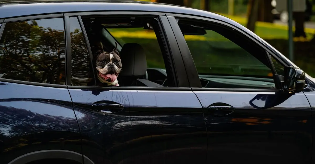 10 Essential Tips for Pet-Friendly Travel Planning