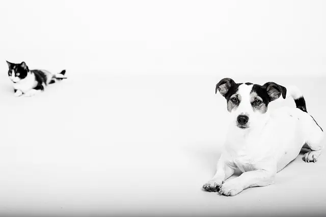 7 Essential Tips for Pet-Friendly Summer Activities