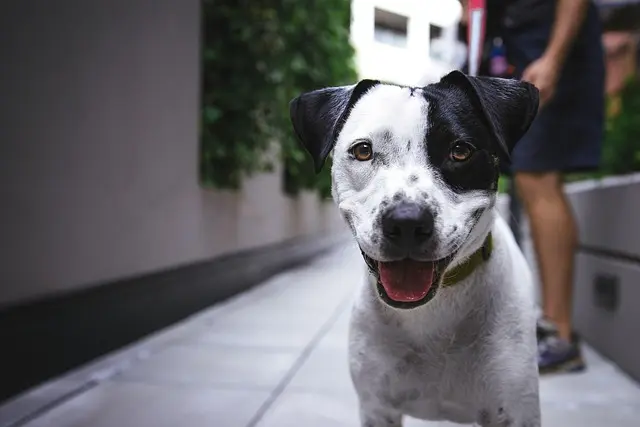 10 Easy Tips for Creating a Pet-Friendly Outdoor Space