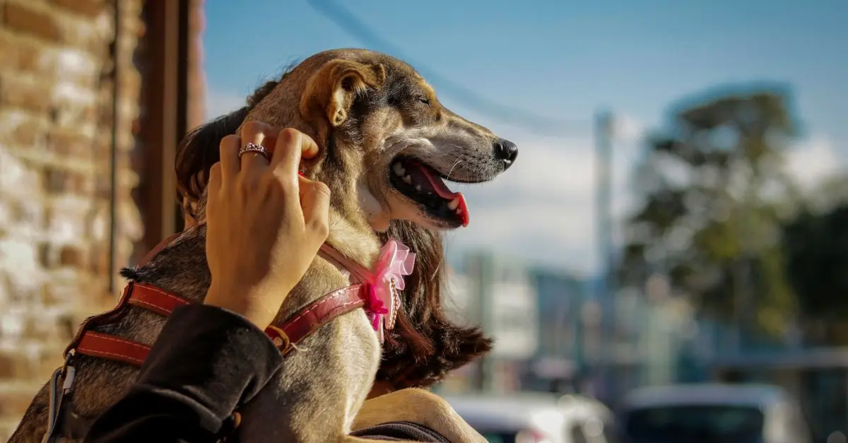 10 Essential Tips for Pet-Friendly Travel Planning