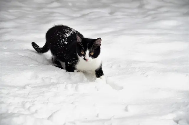 10 Essential Tips for Pet-Friendly Winter Care