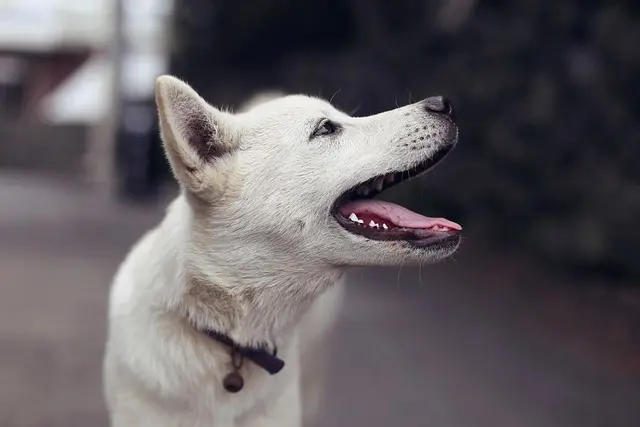 10 Tips for Creating a Pet-Friendly Outdoor Oasis