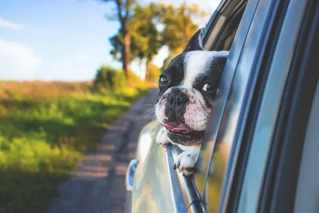 10 Essential Tips for Travelling with Your Pet Comfortably