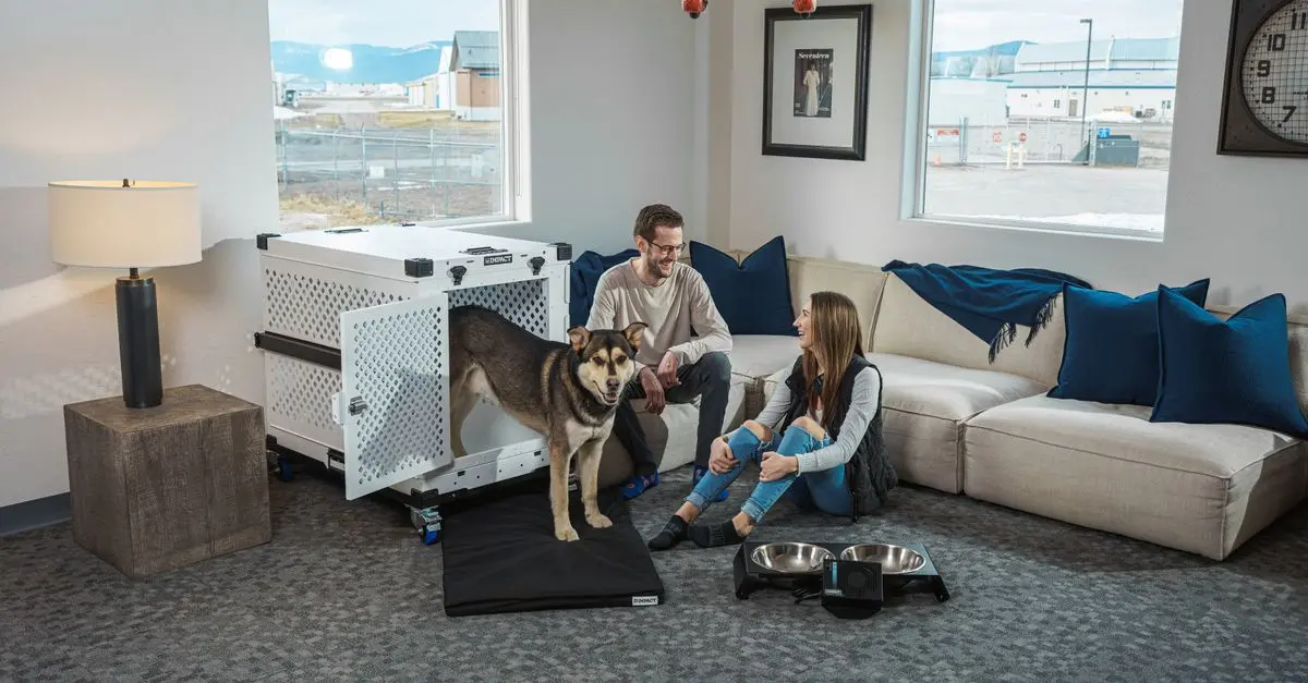 How to Create a Pet-Friendly Home Office Space