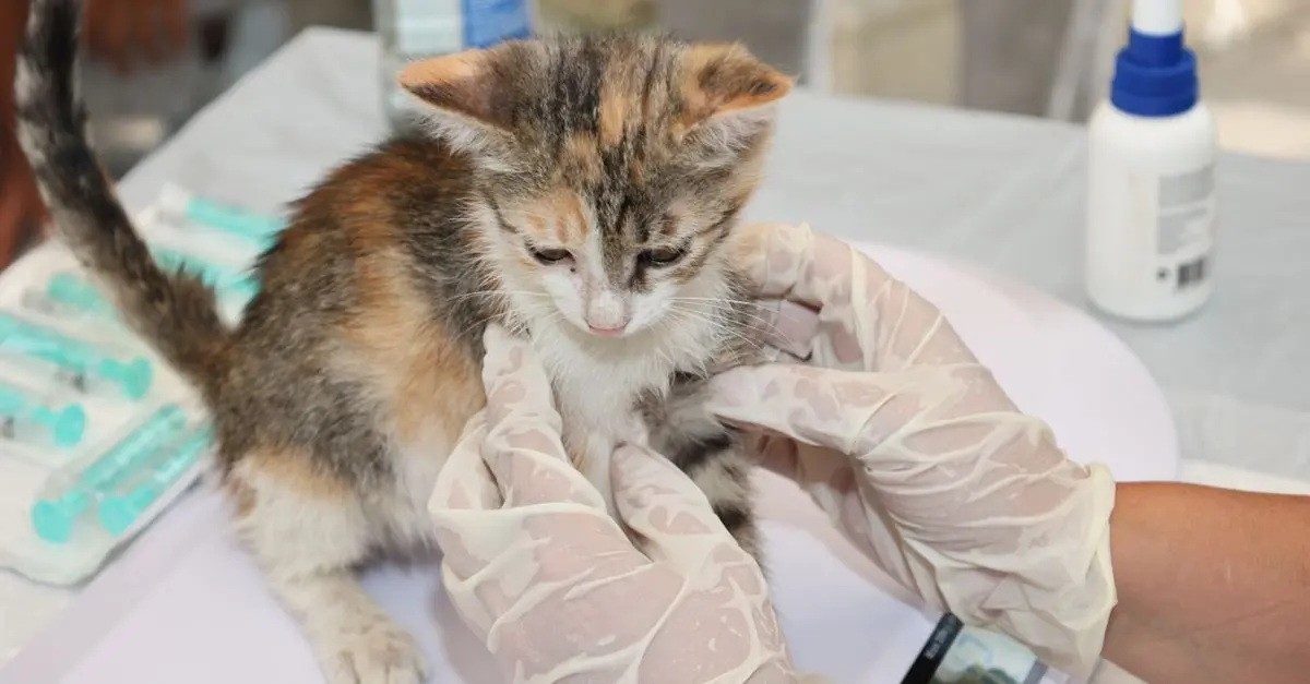 Recognising Common Pet Health Issues