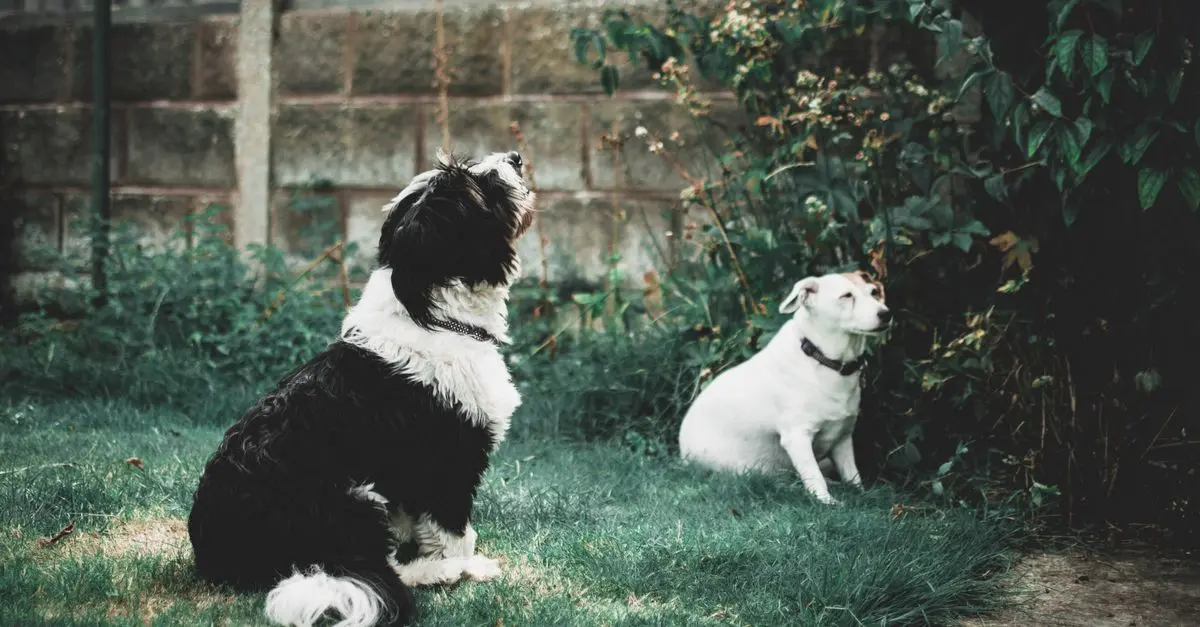 How to Create a Pet-Friendly Outdoor Space